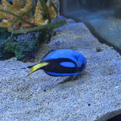 Galway Atlantaquaria - Dory!