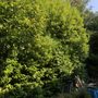 Photo of Vega's Tree Service