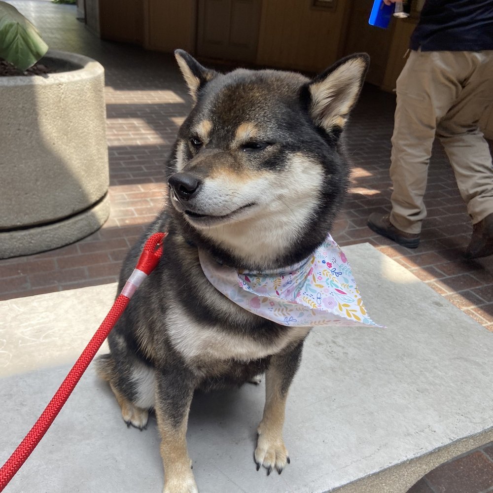 Heavenly Paws - Clean, de-shed, trimmed, and smelling fresh! - Pet Groomers Near Me - Upland, California