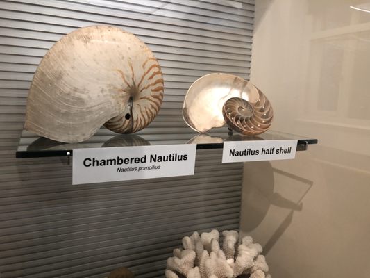 World Museum by null