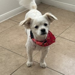 Kristy's Pet Salon Giftly Beautiful Gift Card Alternative