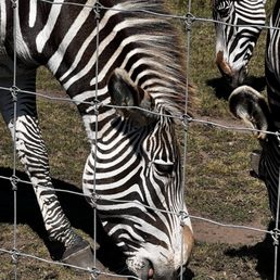 Zebras! The preserve has a couple of different kinds. Zebras! The preserve has a couple of different kinds.