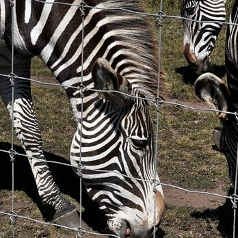 B Bryan Preserve - Zebras! The preserve has a couple of different kinds. - Tours Near Me - Point Arena, California