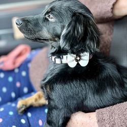 Puppy Castle Grooming Salon - Lola