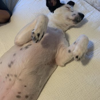Clip-N & Groom-N - All her hair is gone and she won't open her eyes. - Pet Groomers Near Me - Dixon, California Clip-N & Groom-N - All her hair is gone and she won't open her eyes. - Pet Groomers Near Me - Dixon, California