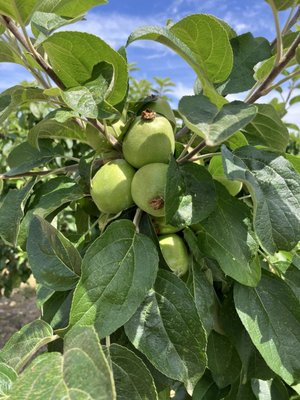 RAW Cider Company by null