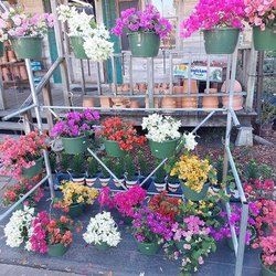 Natural Garden And Nursery