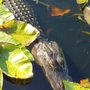 Photo of Everglades Nature Tours