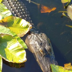 Everglades Nature Tours