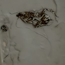 Painted over roaches