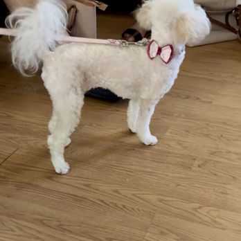 Pooch N Purr - Beautiful grooming job on my little lady - Pet Groomers Near Me - Antioch, California