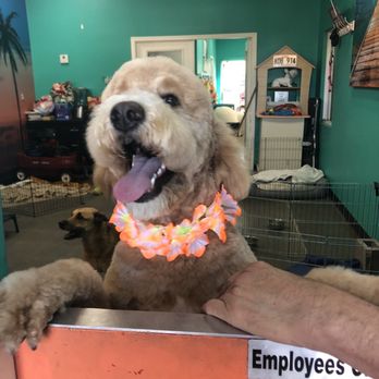 Johnny's Doghouse - Hi mom hi mom hi mom - Pet Groomers Near Me - Tempe, Arizona