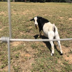 TGL Adventures - The goat a TGL parking lot