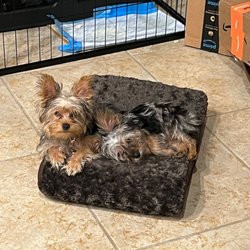 Teacup Yorkies In Texas - It's takes 2 to make 1 full dog, lol there are 2 of them in the picture.
