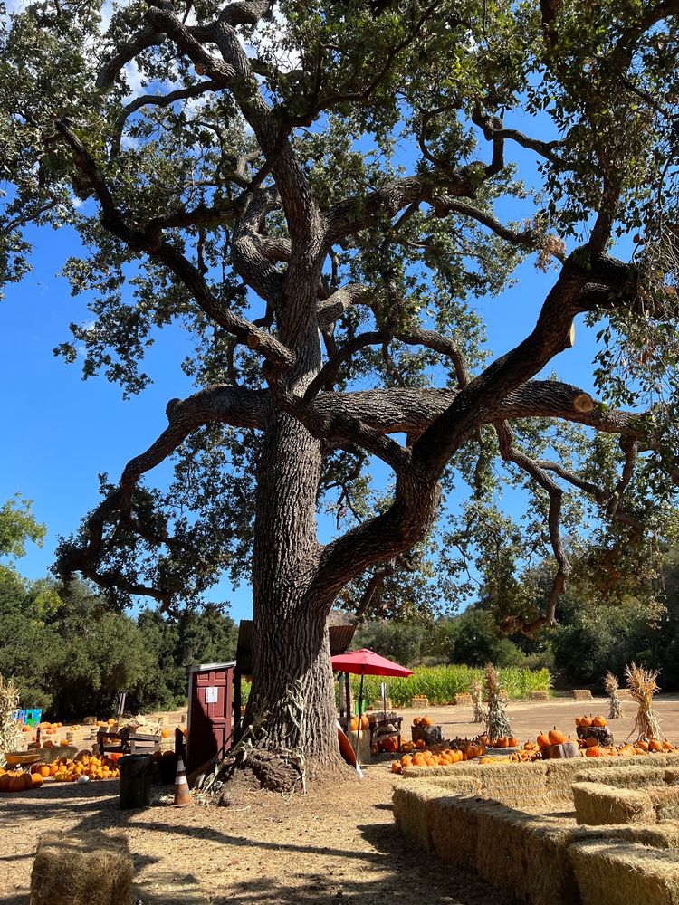 Boccali Ranch Pumpkin Patch Updated December 2025 25 Photos 3277