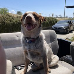 Upper Ridge Veterinary Care - Dixie