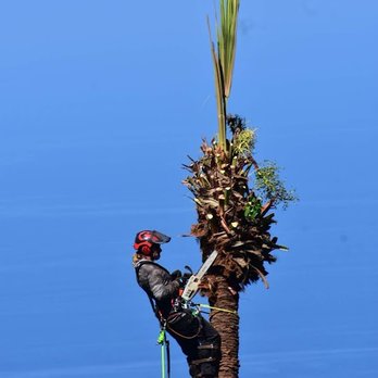 Top Notch Tree Service - Tree Services Near Me