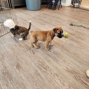 Brookline Bulldogges - Shows the cleanliness Of Breeders home - Pet Breeders Near Me Brookline Bulldogges - Shows the cleanliness Of Breeders home - Pet Breeders Near Me