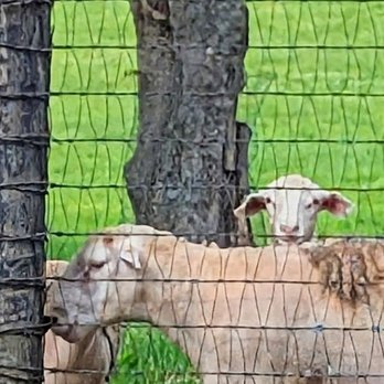 Mill Ridge Farm - Peekaboo - Farms Near Me - Lexington, Kentucky