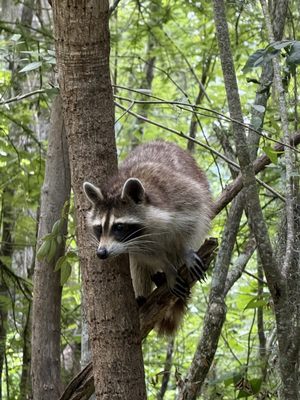 Honey Island Swamp Tours by null