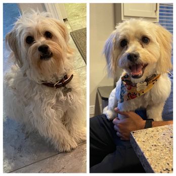 A Cut Above Grooming Salon - Great haircut! Love supporting local small businesses. - Pet Groomers Near Me - Castro Valley, California A Cut Above Grooming Salon - Great haircut! Love supporting local small businesses. - Pet Groomers Near Me - Castro Valley, California
