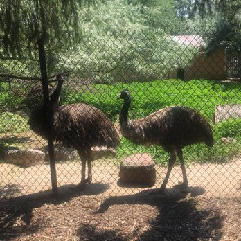 Idaho Falls Zoo - Emus, pacing the fence, hungry for human fingers... - Zoos Near Me - Idaho Falls, Idaho Idaho Falls Zoo - Emus, pacing the fence, hungry for human fingers... - Zoos Near Me - Idaho Falls, Idaho