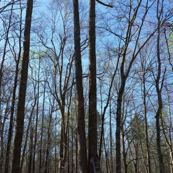 Brad The Tree Man - Tree Services Near Me - New Kent, Virginia Brad The Tree Man - Tree Services Near Me - New Kent, Virginia