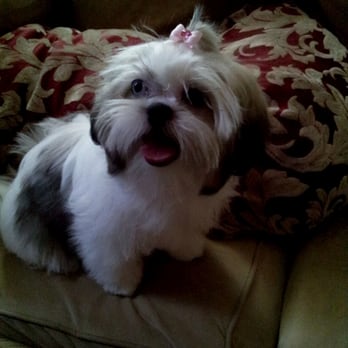 Euclid Pet Grooming - Groomed and happy - Pet Groomers Near Me - Ontario, California Euclid Pet Grooming - Groomed and happy - Pet Groomers Near Me - Ontario, California