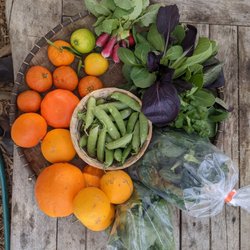 Ranchito Milkyway - Full veggie box in the spring!