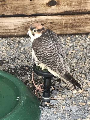 Aillwee Burren Experience by null