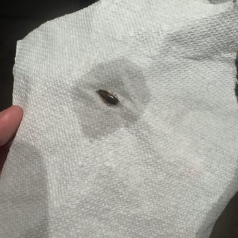 Millennium Student Living - One of many dead roaches - University Housing Near Me - Norman, Oklahoma