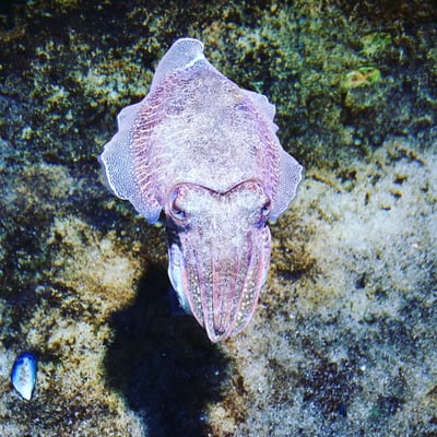 La Rochelle Aquarium by null