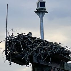 Topsail Boat Rental - Osprey nest!