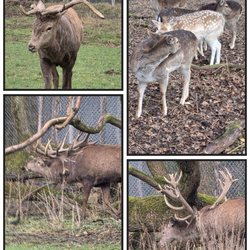 Wildpark Grafenberger Wald - Tja, wenn 2 Hirsche sich streiten, kann das Geweih schon mal zu Bruch gehen. Der Sieger darf sich um die Rehe kümmern.
