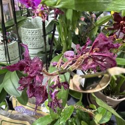 Pike Nurseries - Aphid infestation