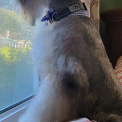 A Groomers Vision