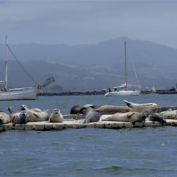 Pillar Point Harbor - There are lots of seals hanging around and they're smelly too. - Rafting/Kayaking Near Me - Half Moon Bay, California Pillar Point Harbor - There are lots of seals hanging around and they're smelly too. - Rafting/Kayaking Near Me - Half Moon Bay, California