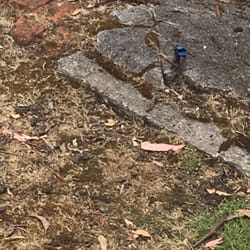 Signal Station Brasserie - Blue wren at play.