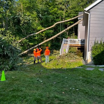 West Michigan Tree Services - This is why I like Sav-A-Tree, because they are strategizing the best way to safely remove the trees without causing anymore damage. - Tree Services Near Me - Grand Rapids, Michigan West Michigan Tree Services - This is why I like Sav-A-Tree, because they are strategizing the best way to safely remove the trees without causing anymore damage. - Tree Services Near Me - Grand Rapids, Michigan