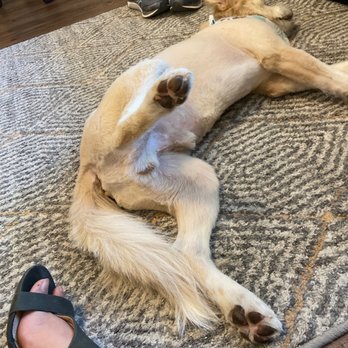 Clip-N-Tails - Pet Groomers Near Me - North Las Vegas, Nevada Clip-N-Tails - Pet Groomers Near Me - North Las Vegas, Nevada
