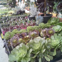 Golden Nursery - Golden Nursery, San Mateo, CA.