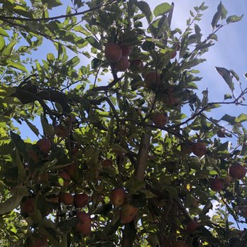 Willowbrook Apple Farm - Pick Your Own Farms Near Me - Oak Glen, California Willowbrook Apple Farm - Pick Your Own Farms Near Me - Oak Glen, California