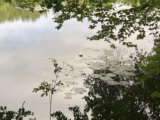 Rockefeller State Park Preserve by null