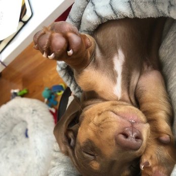 TotallyTailz - Pet Breeders Near Me
