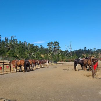 Covells Clydesdale Ranch - Horses saddled and ready for ride - Horseback Riding Near Me - Cambria, California