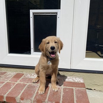 Moore Replacements - French Doors After.  One happy furry customer! - Windows Installation Near Me - Costa Mesa, California