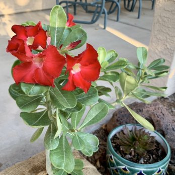 B & B Cactus Farm - Beautiful Adenium from B & B! We got it not knowing the color... They are the ademium (desert rose experts)! - Nurseries & Gardening Near Me - Tucson, Arizona
