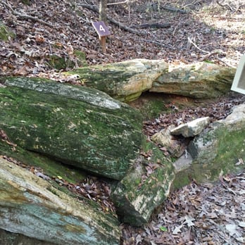Mississippi Petrified Forest - Museums Near Me - Flora, Mississippi