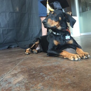 Olde Towne Pet Resort - Beginner Obedience Training Graduation - Pet Sitting Near Me - Sterling, Virginia Olde Towne Pet Resort - Beginner Obedience Training Graduation - Pet Sitting Near Me - Sterling, Virginia