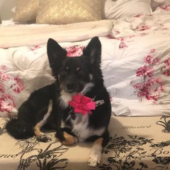 Jack & Rascal's - Pet Groomers Near Me - Albuquerque, New Mexico